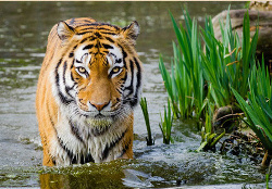Tigris vagyok